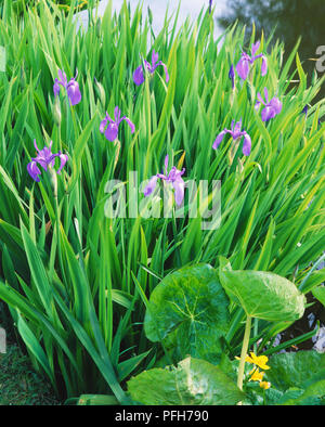 Blue Iris blütenköpfe unter üppigen grünen Laub Stockfoto