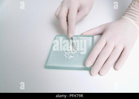 Paar Hände vorbereiten weiße Mischung auf eine Kachel Stockfoto