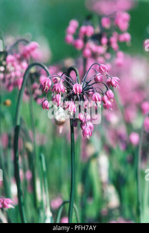 Hängend lila Blüten von Allium cernuum, Allium narcissiflorum Stockfoto
