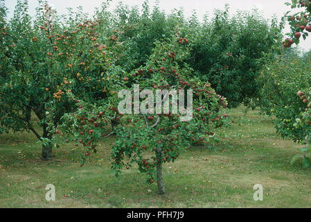 Apple trees bearing fruit Stockfoto
