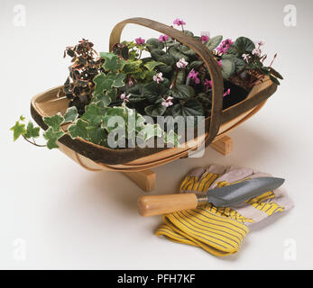 Efeu und Alpenveilchen in einem trug, Gartenarbeit Handschuhe und eine Kelle Stockfoto