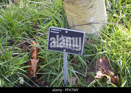 Betula utilis var jacquemontii Trinity Collage Stockfoto