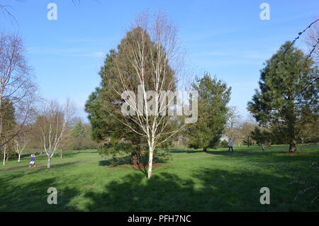 Betula utilis var jacquemontii Trinity Collage Stockfoto