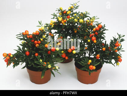 Solanum pseudocapsicum, Topfpflanzen mit roten Früchten Stockfoto