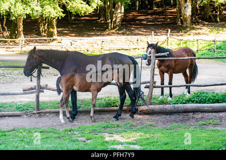 Drei Pferde in Stallungen zwei Erwachsene und ein Colt ruhige Szene Stockfoto