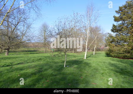 Betula utilis var jacquemontii silver shadow Stockfoto