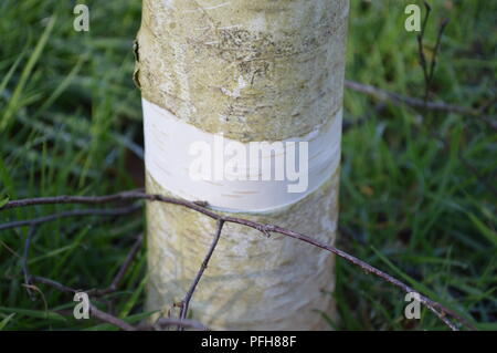 Betula utilis var jacquemontii silver shadow Stockfoto