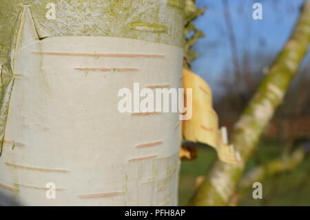 Betula utilis var jacquemontii silver shadow Stockfoto