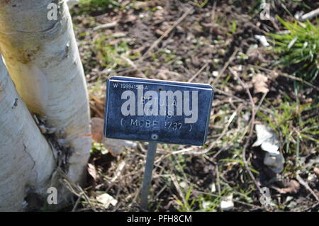 Betula utilis Stockfoto