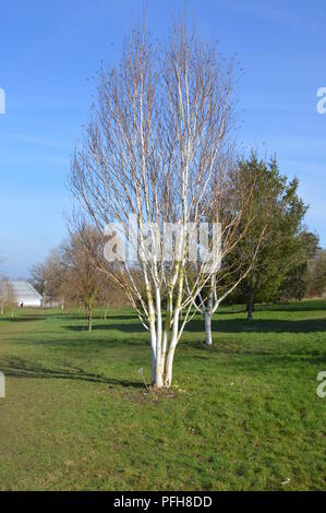 Betula utilis Stockfoto