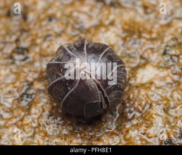 Pille Woodlouse (Armadillidium vulgare) rollte sich in Verteidigungsposition auf dem Boden. Tipperary, Irland Stockfoto