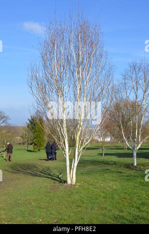 Betula utilis Stockfoto