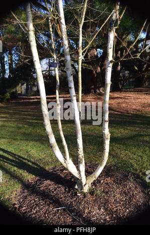 Betula utilis var jacquemontii Jermyns Stockfoto