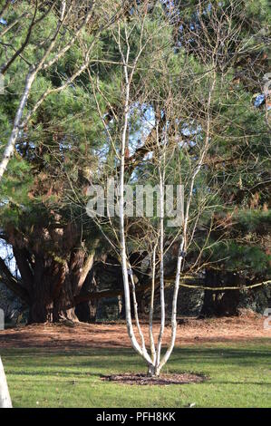 Betula utilis var jacquemontii Jermyns Stockfoto