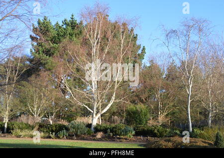 Betula utilis var jacquemontii Jermyns Stockfoto