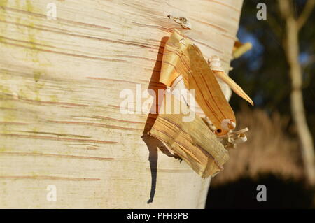 Betula utilis var jacquemontii Jermyns Stockfoto