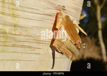 Betula utilis var jacquemontii Jermyns Stockfoto