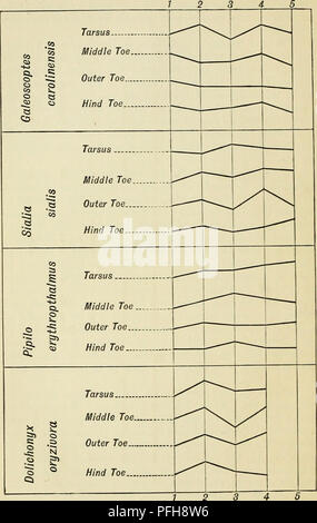 . Darwinismus: eine Ausstellung der Theorie der natürlichen Selektion, mit einigen Ihrer Anwendungen. Natürliche Selektion; Evolution. 60 Darwinismus. Aus Tabelle G. Id Allens Vögel von Florida. Abb. 7. - die Variation von Tarsus und Zehen. Bitte beachten Sie, dass diese Bilder sind von der gescannten Seite Bilder, die digital für die Lesbarkeit verbessert haben mögen - Färbung und Aussehen dieser Abbildungen können nicht perfekt dem Original ähneln. extrahiert. Wallace, Alfred Russel, 1823-1913. London: Macmillan Stockfoto