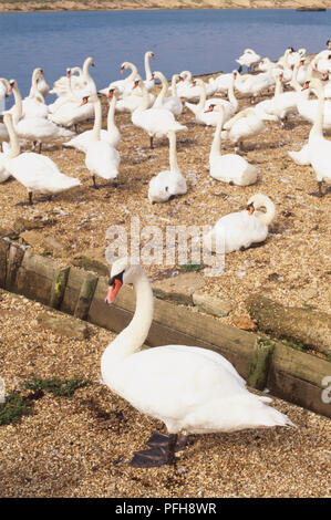 England, Dorset, Abbotsbury, große Gruppe von weißen Schwänen, einer Swan im Vordergrund stehen Seite an. Stockfoto
