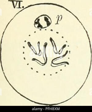 . Darwin, und nach Darwin. Eine Ausstellung der Darwinschen Theorie und eine Diskussion der post-darwinistischen Fragen. Evolution; Vererbung. Embryologie. m. Bitte beachten Sie, dass diese Bilder sind von der gescannten Seite Bilder, die digital für die Lesbarkeit verbessert haben mögen - Färbung und Aussehen dieser Abbildungen können nicht perfekt dem Original ähneln. extrahiert. Romanes, George John, 1848-1894. Chicago die Open Court Pub. Co Stockfoto