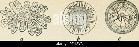 . Darwin, und nach Darwin. Eine Ausstellung der Darwinschen Theorie und eine Diskussion der post-darwinistischen Fragen. Evolution; Vererbung. . Bitte beachten Sie, dass diese Bilder sind von der gescannten Seite Bilder, die digital für die Lesbarkeit verbessert haben mögen - Färbung und Aussehen dieser Abbildungen können nicht perfekt dem Original ähneln. extrahiert. Romanes, George John, 1848-1894. Chicago die Open Court Pub. Co Stockfoto