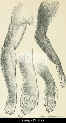 . Darwin, und nach Darwin. Eine Ausstellung der Darwinschen Theorie und eine Diskussion der post-darwinistischen Fragen. Evolution; Vererbung. "^^^-X^x^/^ AL £ - CH 'MP' y^' Bild. 23. - Haare - Traktate über die Arme und Hände der Menschen, verglichen mit denen auf den Hebeln und hnnds von Schimpansen. Vom Leben gezeichnet. Bitte beachten Sie, dass diese Bilder sind von der gescannten Seite Bilder, die digital für die Lesbarkeit verbessert haben mögen - Färbung und Aussehen dieser Abbildungen können nicht perfekt dem Original ähneln. extrahiert. Romanes, George John, 1848-1894. Chicago die Open Court Pub. Co Stockfoto