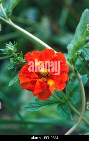 Potentilla 'William Rollison' (CINQUEFOIL), tief-orange, halbgefüllte Blüte, mit purpur, gelb in der Mitte durchdrungen Stockfoto