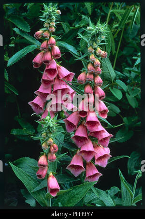 Digitalis x mertonensis, Fingerhut Anlage mit Röhrenförmigen-förmige rosa Blüten auf offenen aufrecht Spikes Stockfoto