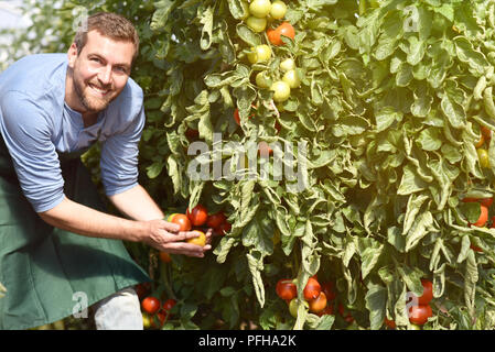 Gärtner / Landwirt arbeitet in den Gewächshäusern wachsende Tomaten Stockfoto