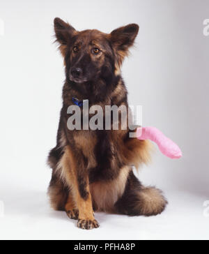 Ein Deutscher Schäferhund Hund (Canis familiaris) Anhebung seiner bandagierten Paw, Vorderansicht Stockfoto