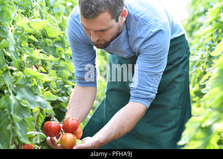 Gärtner / Landwirt arbeitet in den Gewächshäusern wachsende Tomaten Stockfoto