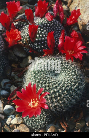 Rebutia krainziana, leuchtend rote Blumen auf kleine kugelförmige Kakteen in kleinen Tuberkel und aeroles abgedeckt Stockfoto