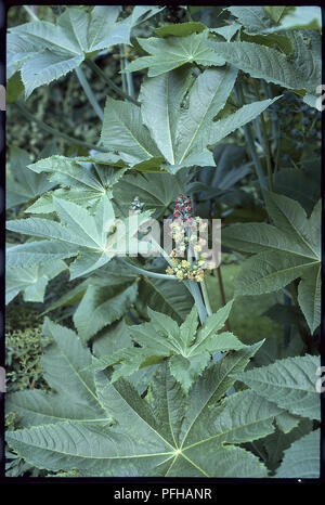 Blätter und Blüten von Ricinus communis (Castor bean plant), close-up Stockfoto