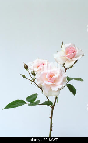 Rosa 'City of London', pale pink entfaltete und Entfaltung Rosen, Knospen und grüne Blätter auf Abschaltdruck Stammzellen Stockfoto
