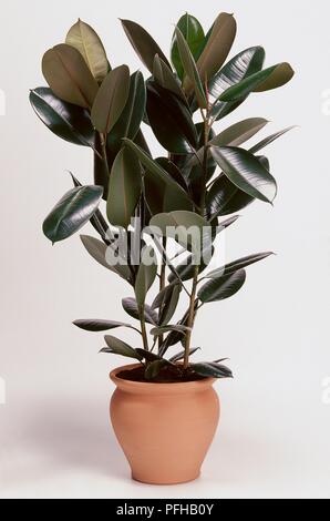 Ficus elastischem' Robusta (Gummibaum) in Terrakotta Übertopf Stockfoto