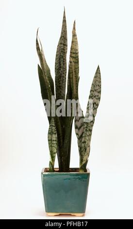 Sansevieria trifasciata (Schlange) in eckigen blau Keramik Topf Stockfoto