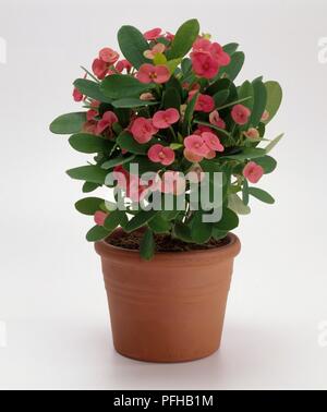 Euphorbia milii var. tulearensis (Dornenkrone) mit rosa Blüten, in terrakotta Topf Stockfoto