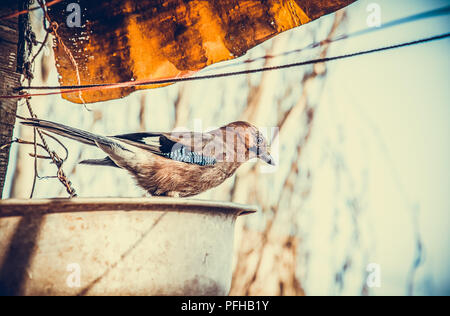 Neugierig jay Vogel in der Stadt. Close-up Stockfoto