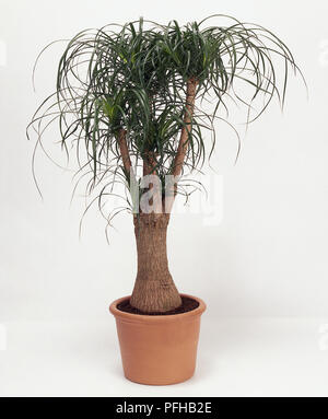 Der Elefant Fuss, Beaucarnea Recurvata, in terrakotta Topf Pflanze, hoch bauchige Unterseite und Haarschopf des grünen Thin hängend verlässt. Stockfoto