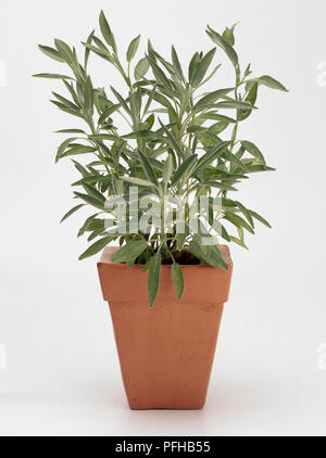 Gemeinsame Sage, Salvia Officinalis, im Blumentopf. Stockfoto