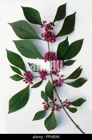 Var giraldii Callicarpa bodinieri 'Profusion' (Bodinier beautyberry's), Stengel mit Blättern und lila Beeren Stockfoto