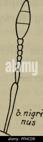 Dieses Bild stammt von einem dänischen Naturkundeführer, der die vielfältige Fauna Dänemarks veranschaulicht. Die Arbeit wurde von der Dansk Naturhistorisk Forening produziert und konzentriert sich auf einheimische Tierarten, die wichtige Einblicke in die natürliche Artenvielfalt des Landes geben. Stockfoto