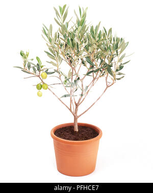 Olea Europaea (Olive) Stockfoto