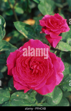 Rosa 'Big Purple', tief rosa Rosen, und grüne Blätter, close-up Stockfoto