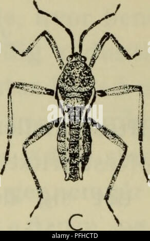 Diese Arbeit bietet einen illustrierten Leitfaden über die Tierwelt Dänemarks und beschreibt die Tierwelt des Landes mit einem Schwerpunkt auf einheimischen Arten. Sie enthält wissenschaftliche Beschreibungen und Abbildungen, die die Identifizierung und Untersuchung der biologischen Vielfalt Dänemarks erleichtern sollen. Stockfoto