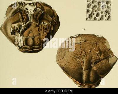 . Denkschriften der Kaiserlichen Akademie, Christian/Mathematisch-Naturwissenschaftliche Classe. Mathematik, Wissenschaft. LiÄL. u. ! 1 Oa, ncer Desmew punctit latus. Denkschriften dpr k AkH dd Wissensrh iniitliem naturwl'l XVII, Bd. 1, Bl. KS.)!). Bitte beachten Sie, dass diese Bilder sind von der gescannten Seite Bilder, die digital für die Lesbarkeit verbessert haben mögen - Färbung und Aussehen dieser Abbildungen können nicht perfekt dem Original ähneln. extrahiert. Kaiserl. Akademie, Christian in Wien. Mathematisch-Naturwissenschaftliche Klasse. Wien: Aus der Kaiserlich-Königlichen Hof-u Stockfoto