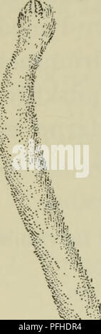 * Danmarks Fauna* ist ein illustrierter Reiseführer für Dänemarks Tierwelt, der detaillierte Beschreibungen lokaler Arten bietet, von Säugetieren bis zu wirbellosen Tieren. Die Arbeit konzentriert sich auf die vielfältige Fauna Dänemarks und seine natürlichen Ökosysteme und bietet wichtige Einblicke in die Artenvielfalt des Landes. Stockfoto