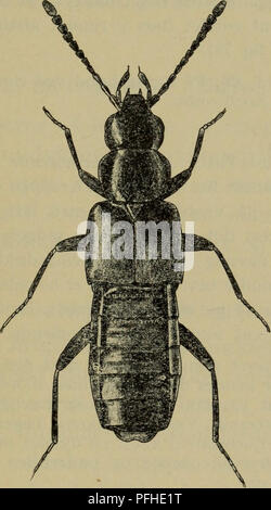 Dieses Buch beschreibt verschiedene Arten aus der dänischen Fauna, einschließlich einer detaillierten Darstellung des Käfers Gnypeta carbonaria. Er hebt die physischen Eigenschaften des Insekts hervor, wie seinen schwarzen Körper mit rötlichen Beinen und feinen Punktmarkierungen. Die Abbildung zeigt die Unterscheidungsmerkmale der Art und hilft, sie im Feld zu identifizieren. Stockfoto