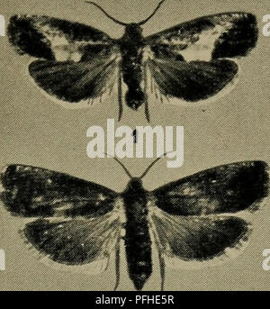 Dieses illustrierte Handbuch konzentriert sich auf die Fauna Dänemarks und hebt die wichtigsten Tierarten und ihre ökologische Rolle in dänischen Ökosystemen hervor. Es liefert detaillierte Informationen über die Naturgeschichte und das Verhalten verschiedener in Dänemark heimischer Tiere. Stockfoto