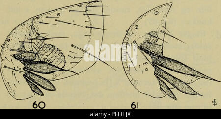 Dieser illustrierte Reiseführer zur dänischen Fauna zeigt verschiedene Arten, darunter Doratopsylla dasycnemus dasycnemus und Palaeopsylla soricis soricis soricis. Der Reiseleiter bietet detaillierte Bilder und Beschreibungen, die zum Verständnis der dänischen Tierwelt beitragen. Stockfoto